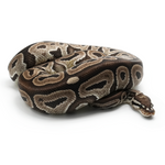 Red Axanthic pos Vanilla Ball Python