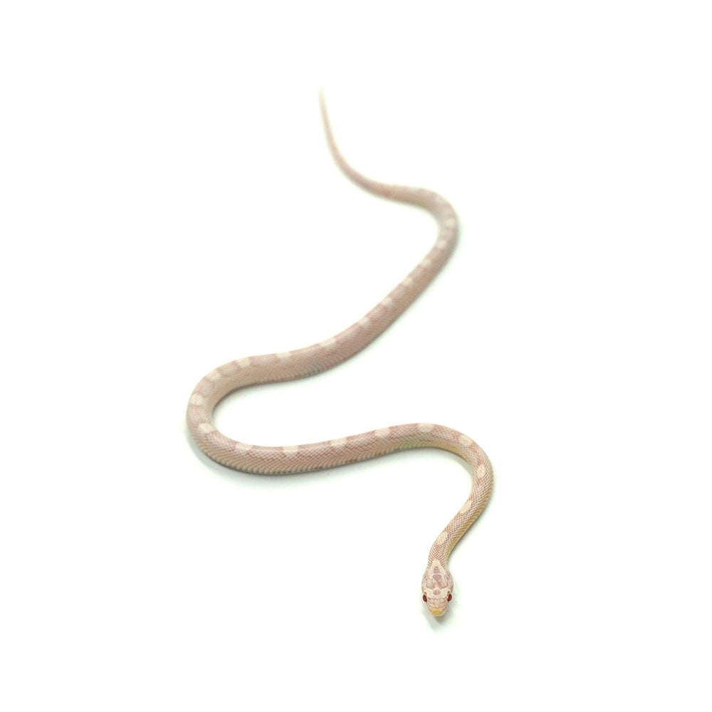 Snow Motley Corn Snake
