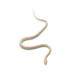 Snow Motley Corn Snake