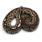 Red Axanthic pos Vanilla Ball Python