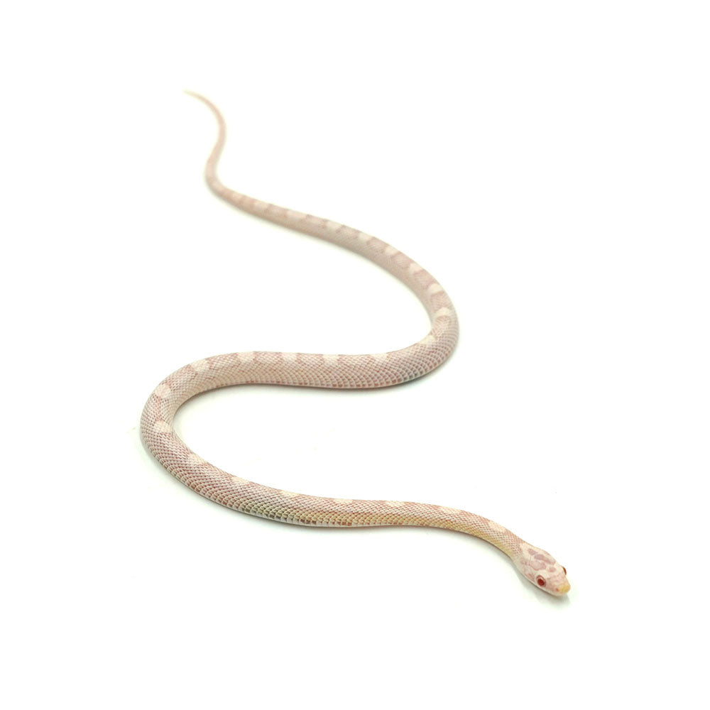 Snow Motley Corn Snake