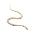 Snow Motley Corn Snake