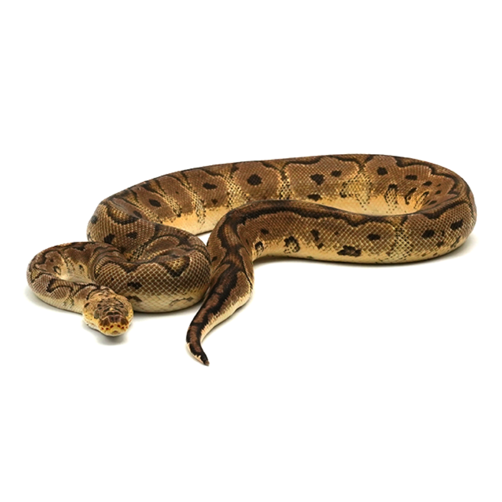 Pastel Clown Ball Python