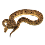 Pastel Clown Ball Python