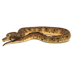 Pastel Clown Ball Python