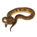 Pastel Clown Ball Python