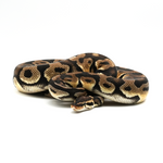 Pastel Yellow Belly 100 % het Axanthic TSK-Line Ball Python