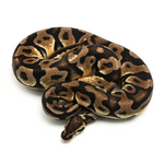 Pastel Yellow Belly 100 % het Axanthic TSK-Line Ball Python