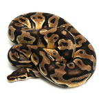 Pastel Yellow Belly 100 % het Axanthic TSK-Line Ball Python