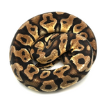 Pastel Yellow Belly 100 % het Axanthic TSK-Line Ball Python