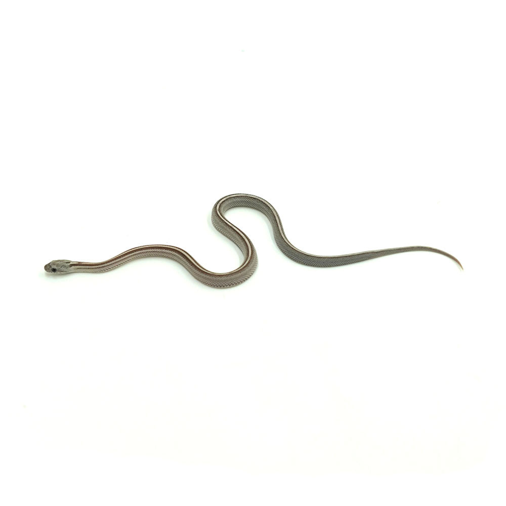 Anery Stripe Corn Snake