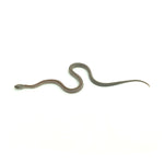 Anery Stripe Corn Snake