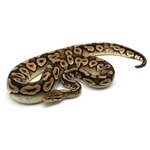 Pastel Phantom Yellow Belly Ball Python