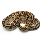 Pastel Phantom Yellow Belly Ball Python