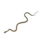 Anery Stripe Corn Snake