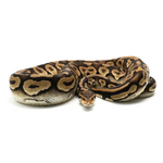Pastel Phantom Yellow Belly Ball Python