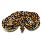 Pastel Phantom Yellow Belly Ball Python