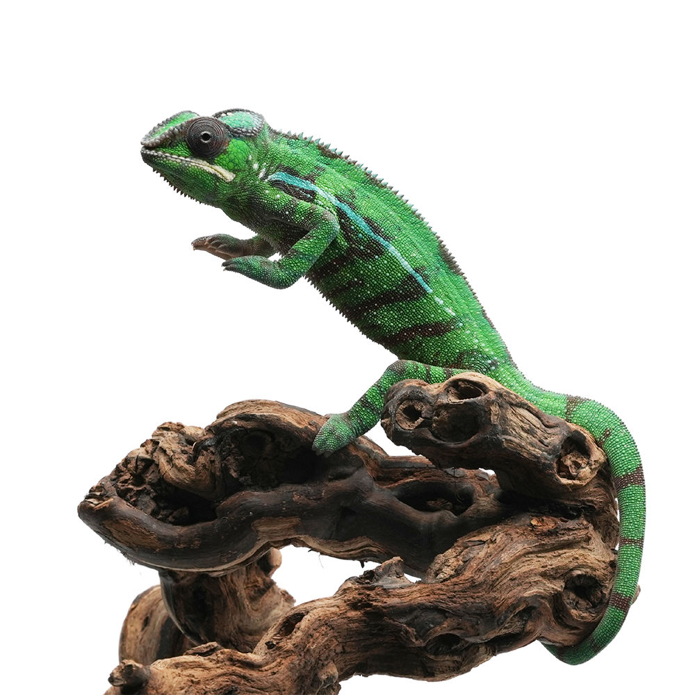 Misto Panther Chameleon