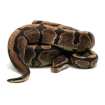 Woma Phantom Yellow Belly Ball Python