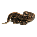 Woma Phantom Yellow Belly Ball Python