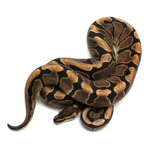 Woma Phantom Yellow Belly Ball Python