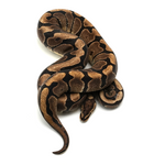 Woma Phantom Yellow Belly Ball Python