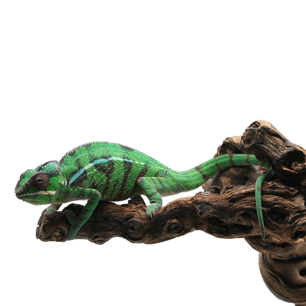 Misto Panther Chameleon