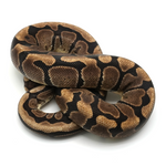 Woma Phantom Yellow Belly Ball Python