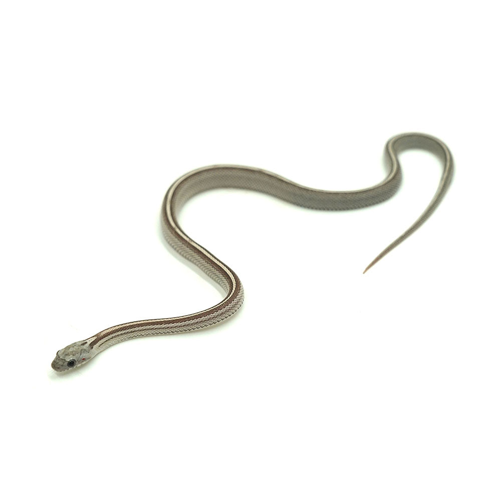 Anery Stripe Corn Snake