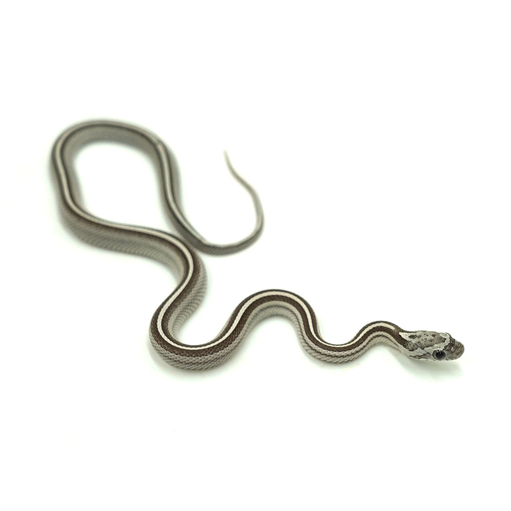 Anery Stripe Corn Snake