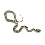 Anery Stripe Corn Snake
