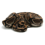 Pastel Enchi Ball Python