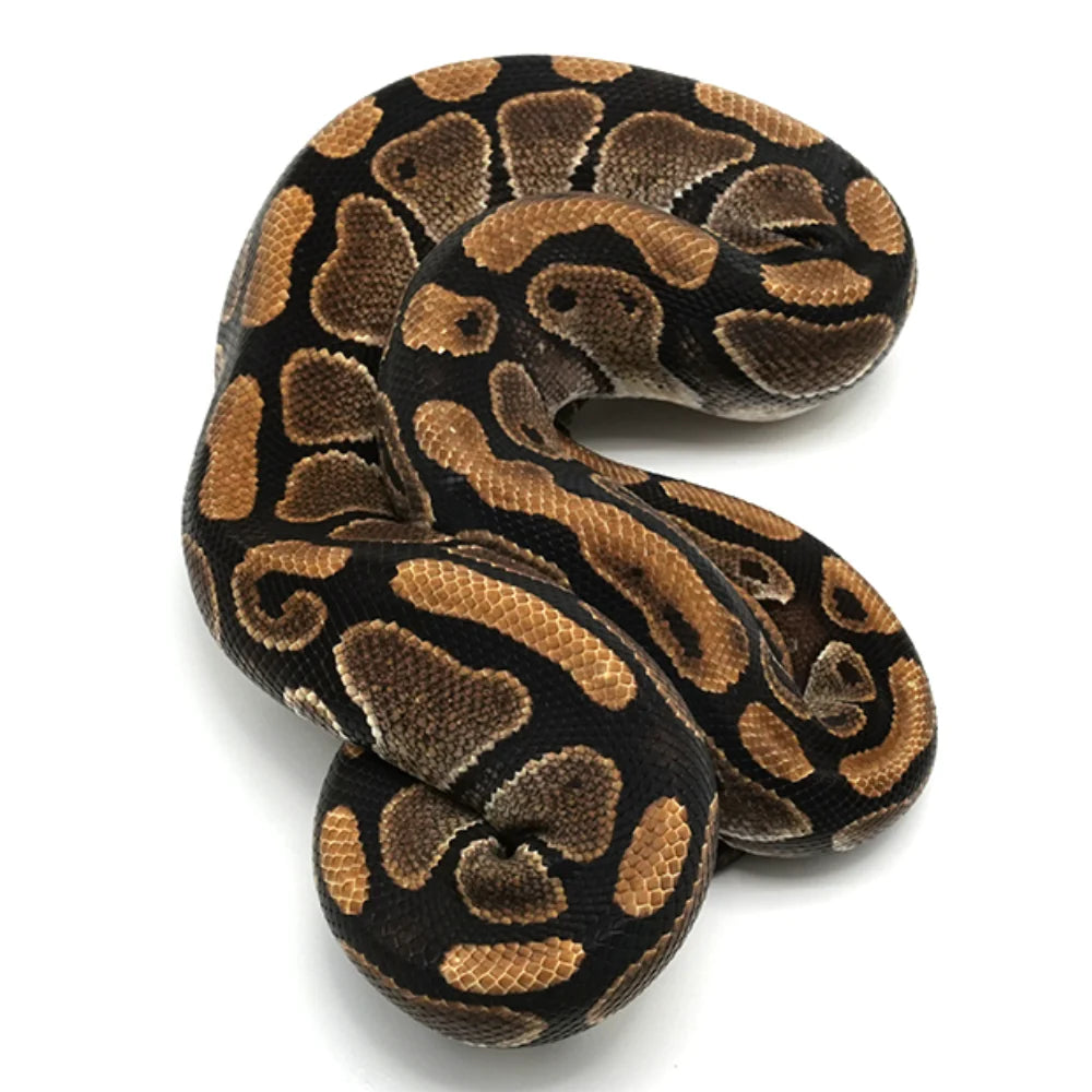 Pastel Enchi Ball Python
