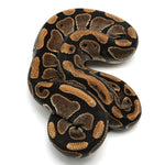 Pastel Enchi Ball Python