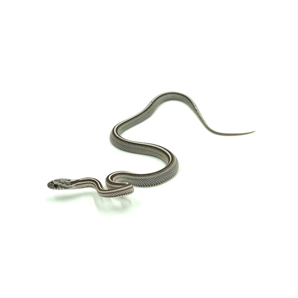 Anery Stripe Corn Snake