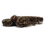 Pastel Enchi Ball Python