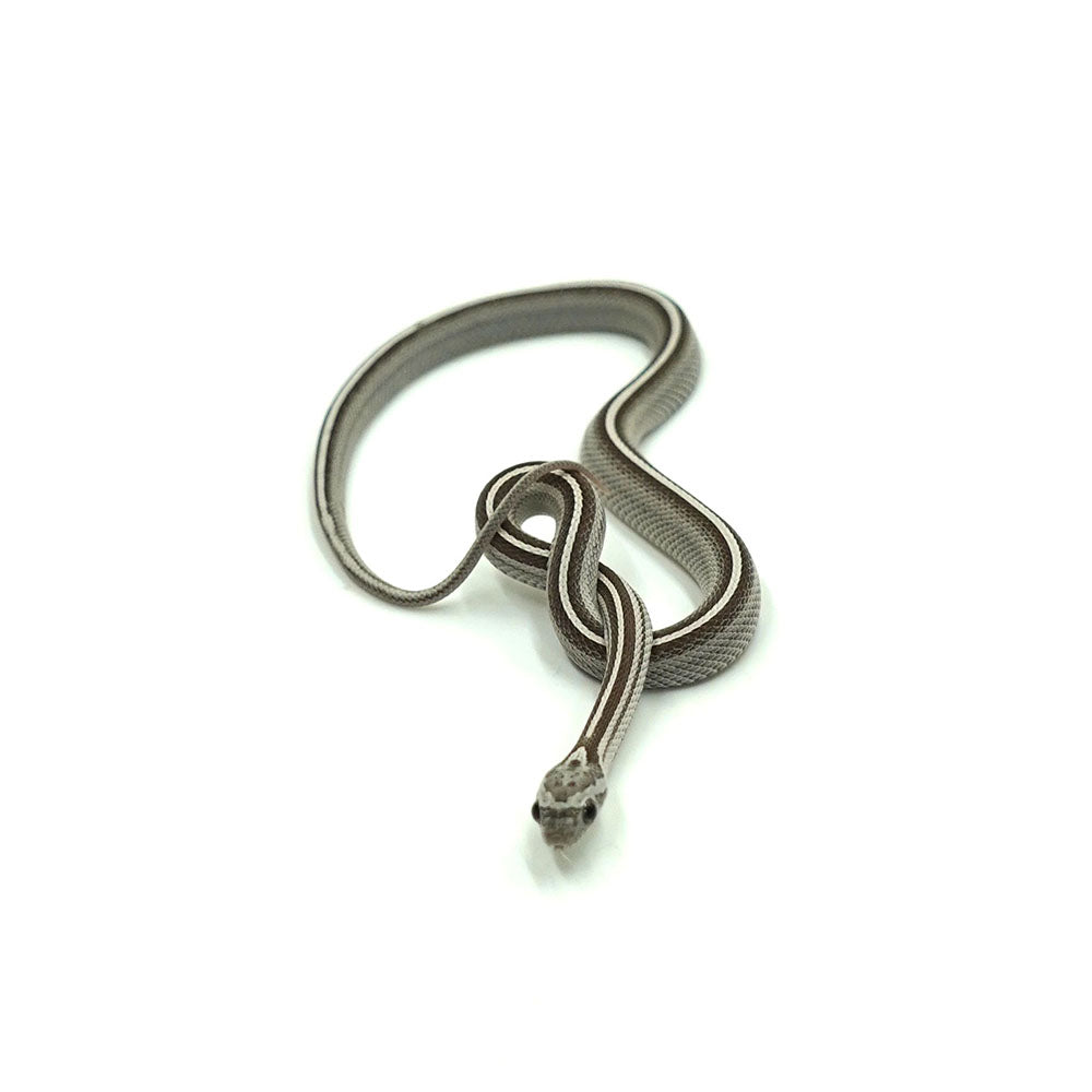 Anery Stripe Corn Snake