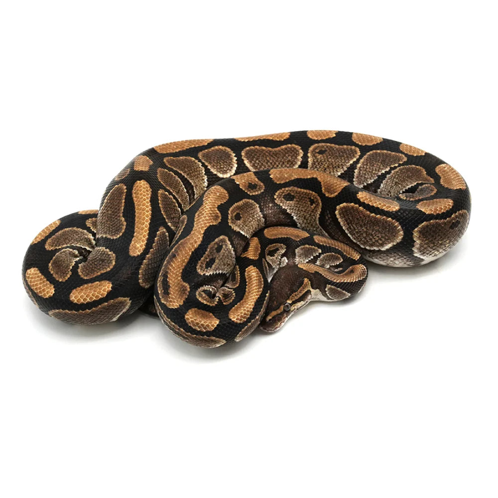 Pastel Enchi Ball Python