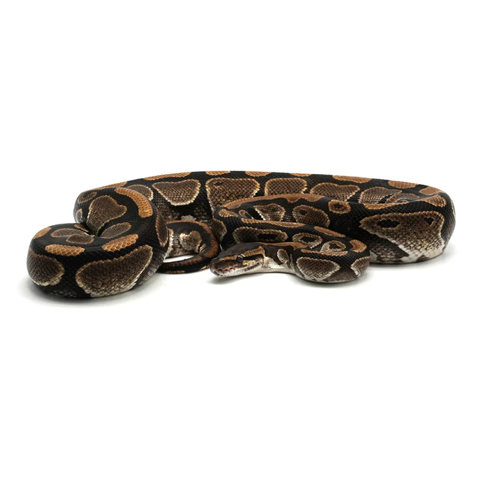 Pastel Enchi Ball Python