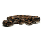 Pastel Enchi Ball Python
