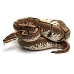 Spider 100 % het Albino Ball Python