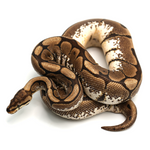 Spider 100 % het Albino Ball Python