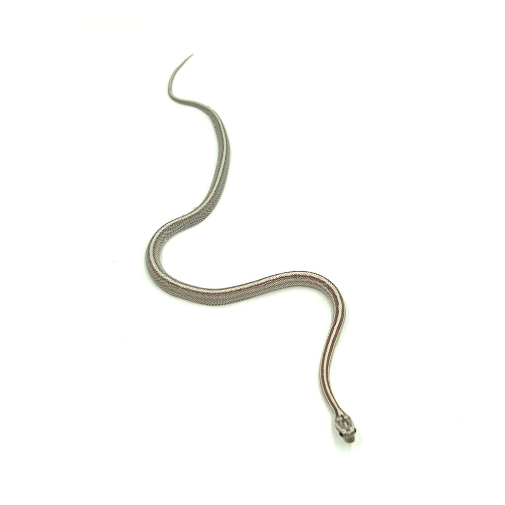 Anery Stripe Corn Snake