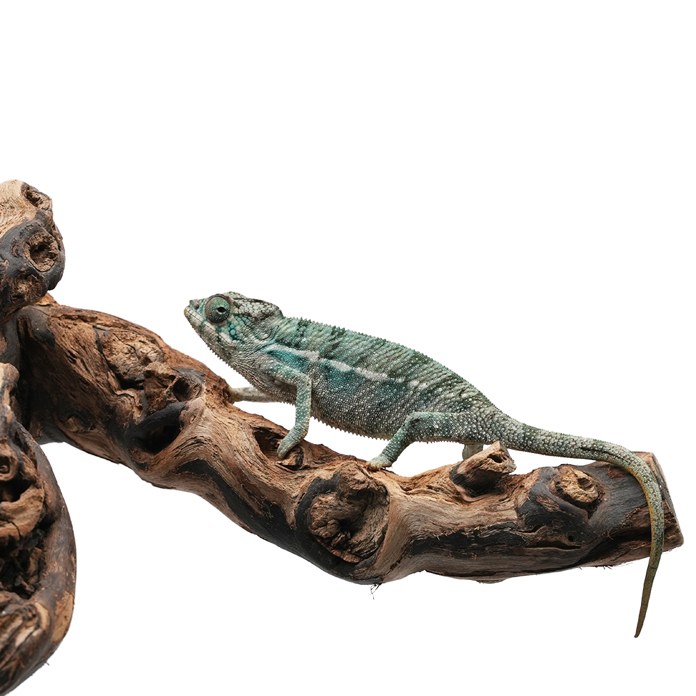 Ambanja Blue Panther Chameleon