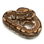 Spider 100 % het Albino Ball Python