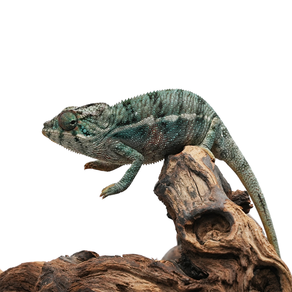 Ambanja Blue Panther Chameleon