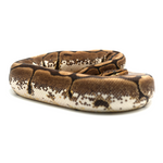 Spider 100 % het Albino Ball Python