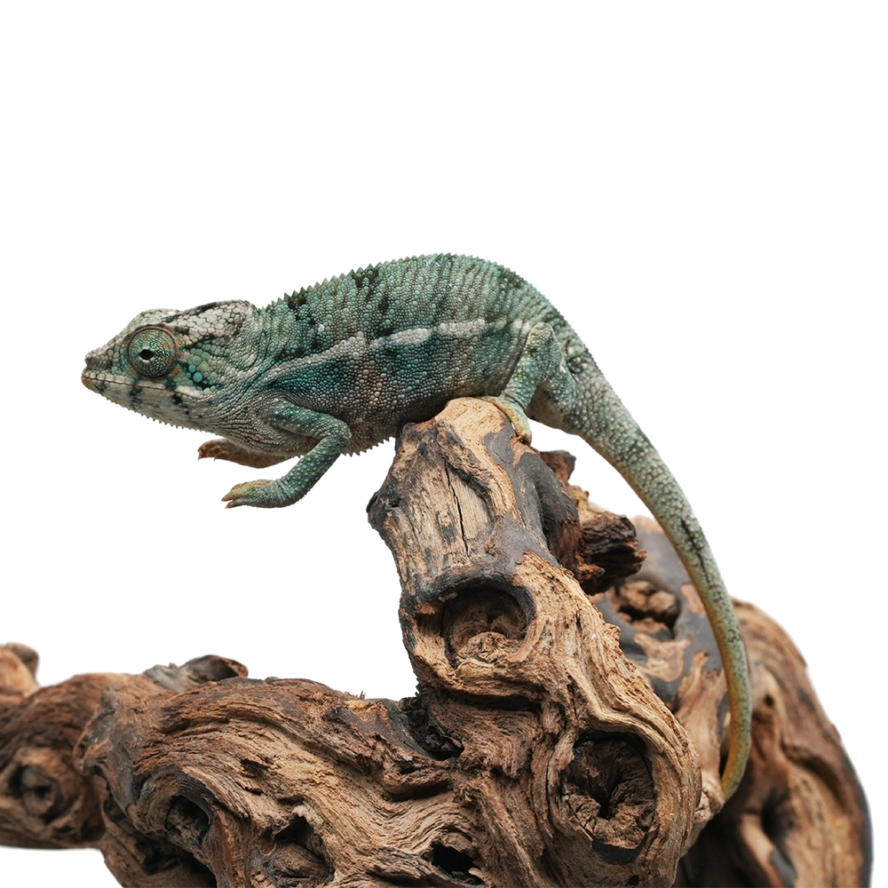 Ambanja Blue Panther Chameleon