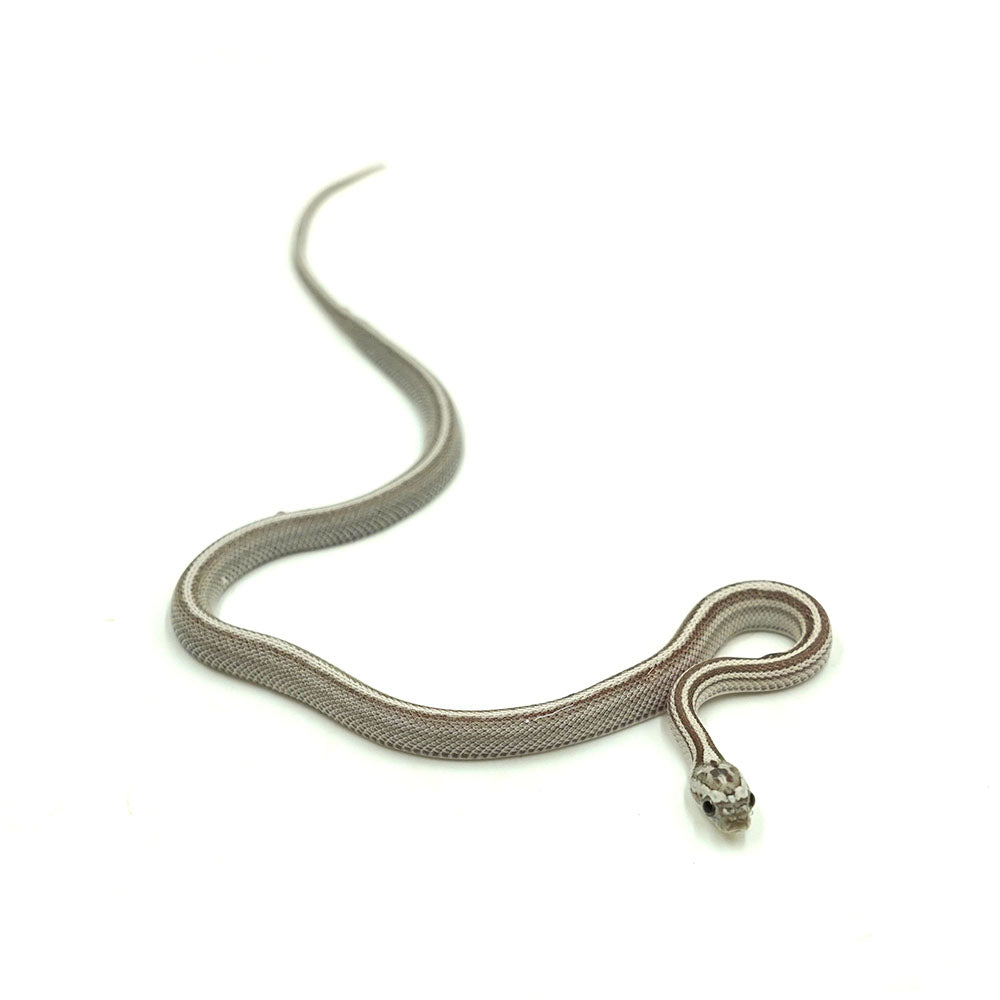 Anery Stripe Corn Snake