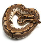 Spider 100 % het Albino Ball Python